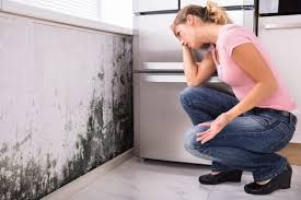 Best Emergency Mold Remediation in Johnson Lane, NV